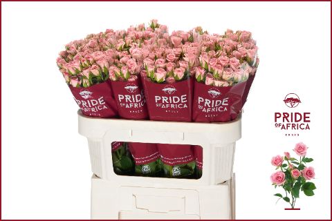 Роза куст. Одилия 70, шт.