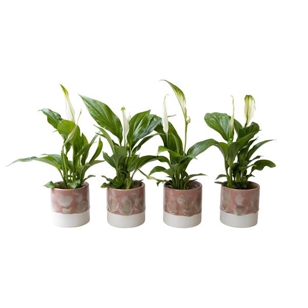 L 65831 with Spathiphyllum 6 cm, D 6 cm L 65831 with Spathiphyllum 6 cm, D 6 cm