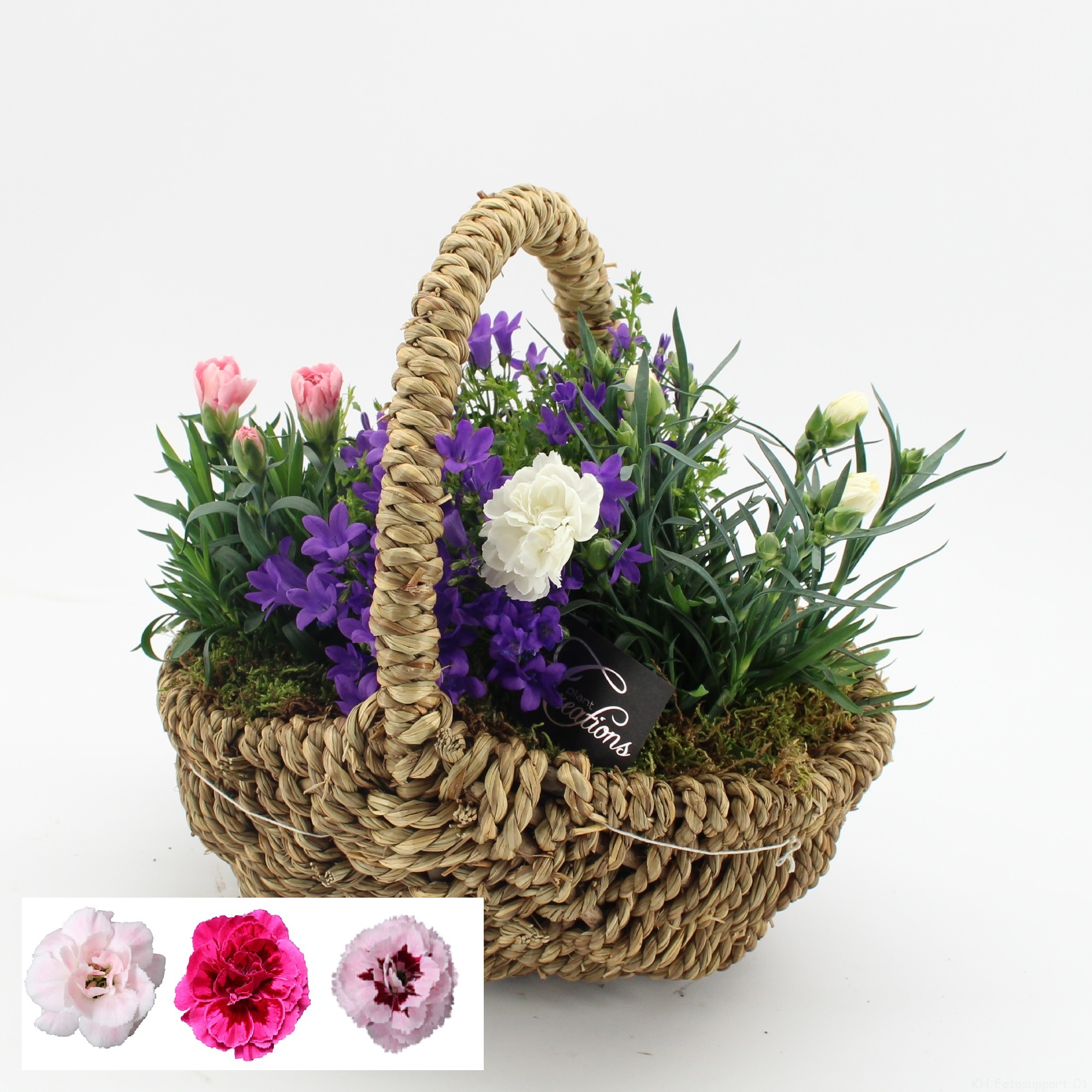 CACR-2622 Campanula creations, D 30