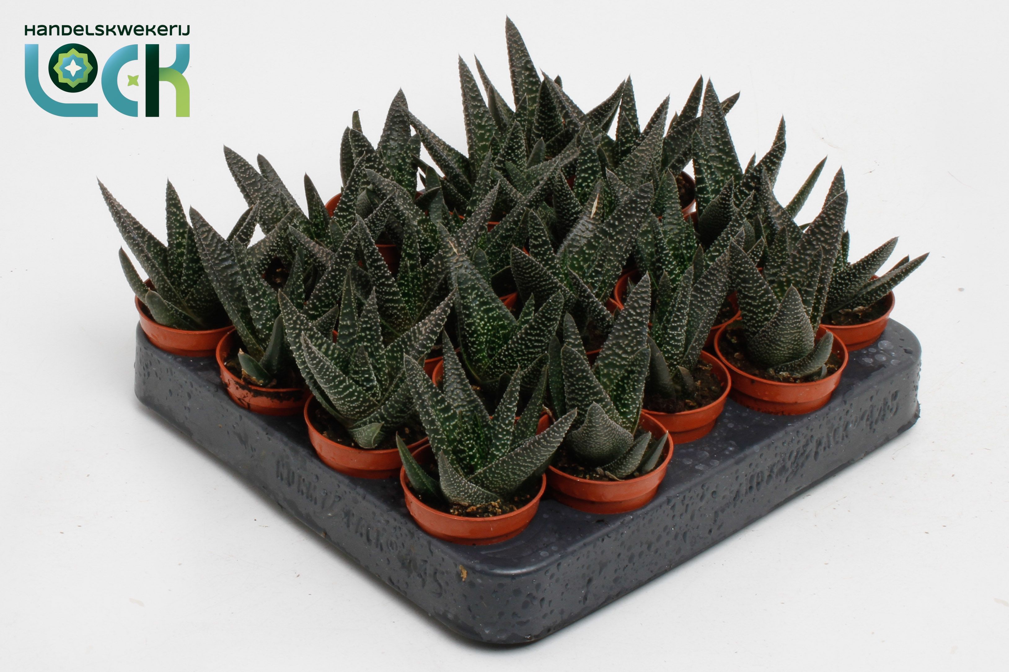 Haworthia Gasworthia 'Royal Highness, D 5,5