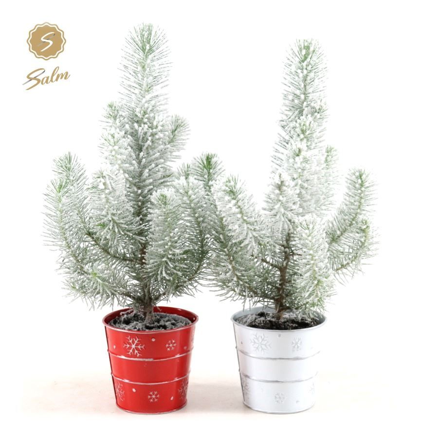 Pinus pinea 'Silver Crest' P10,5 in Zinc X-mas Duo + Snow, D 11 cm
