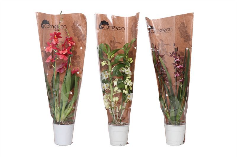 Orchideeen mix 2T in Cameleon sierhoes, D 12