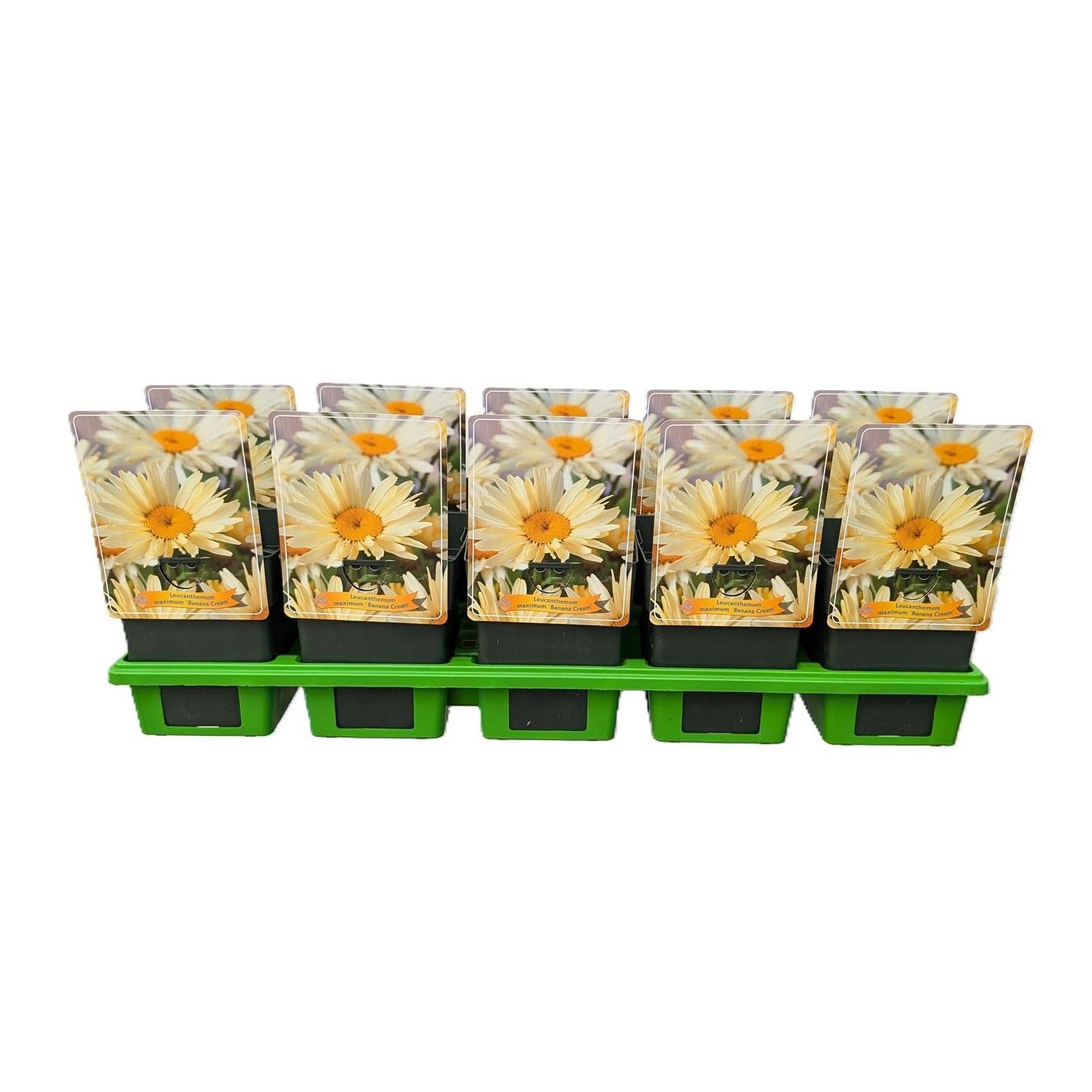 Leucanthemum maximum 'Banana Cream' P11, D 11 cm