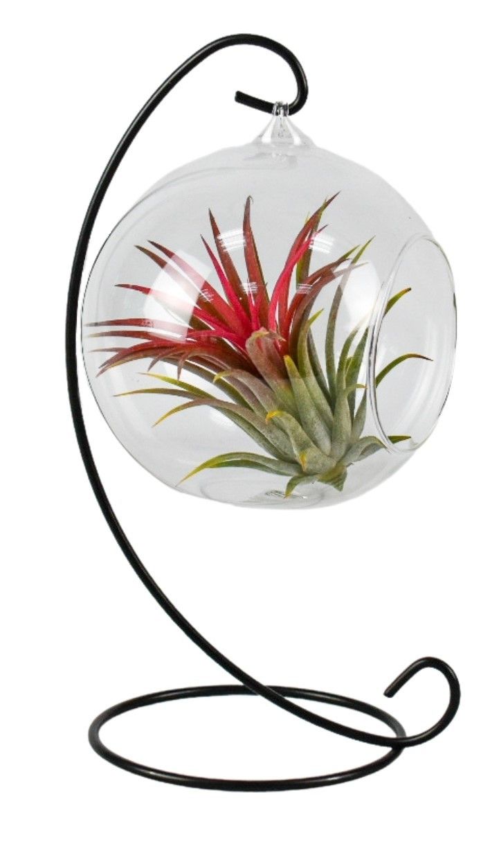 Tillandsia hangbol frame medium, D 13