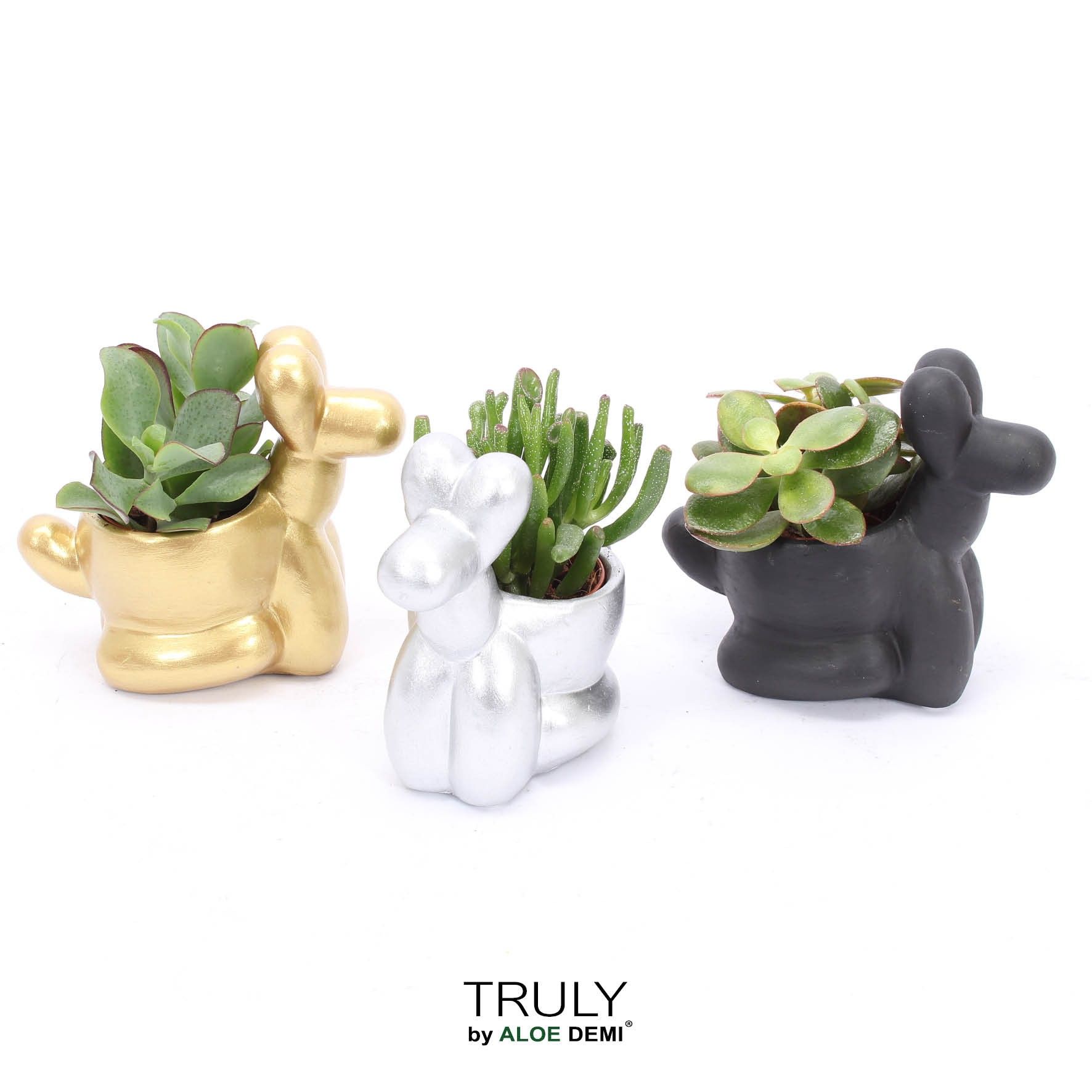 TRULY Crassula, Balloon dog, D 13