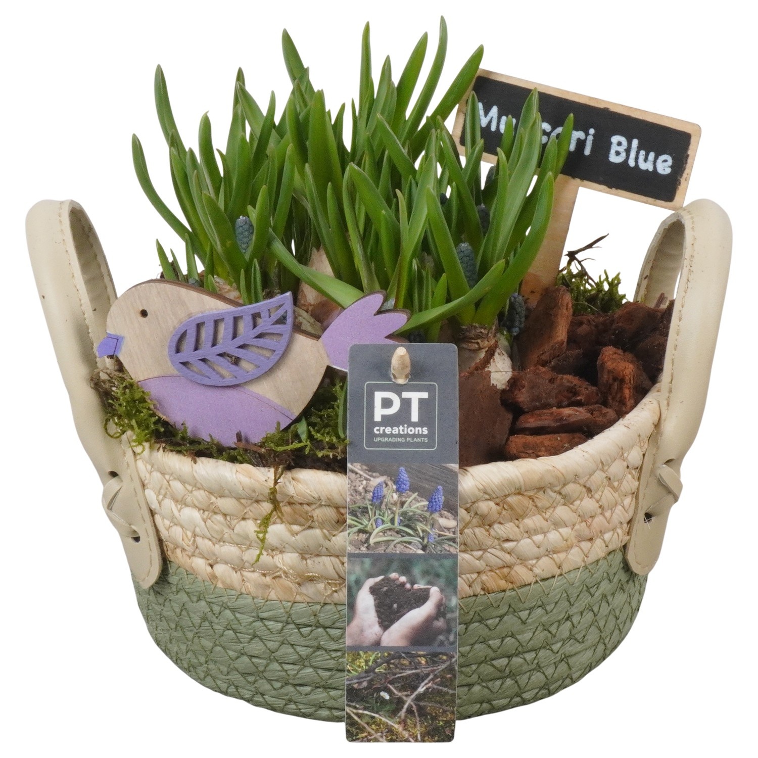 PTMB6210 Arrangement Muscari Blue in riet mand, D 17