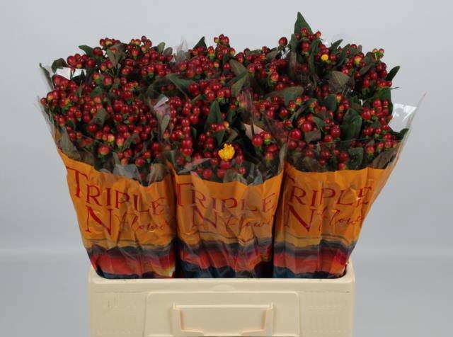 Гипперикум Мэджикал Лайтнин 60, шт.