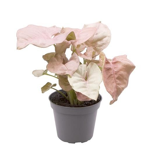 SYNGONIUM PODOPHYLLUM 'NEON', D 6 cm