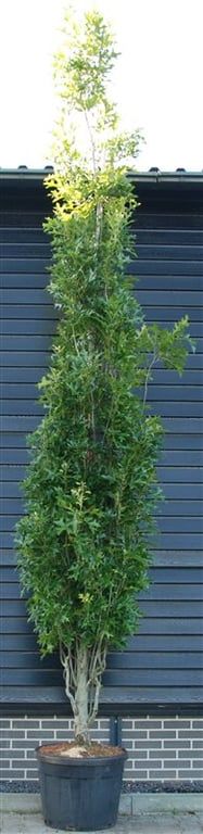 Quercus palustris 'Green Pillar', D 65 cm