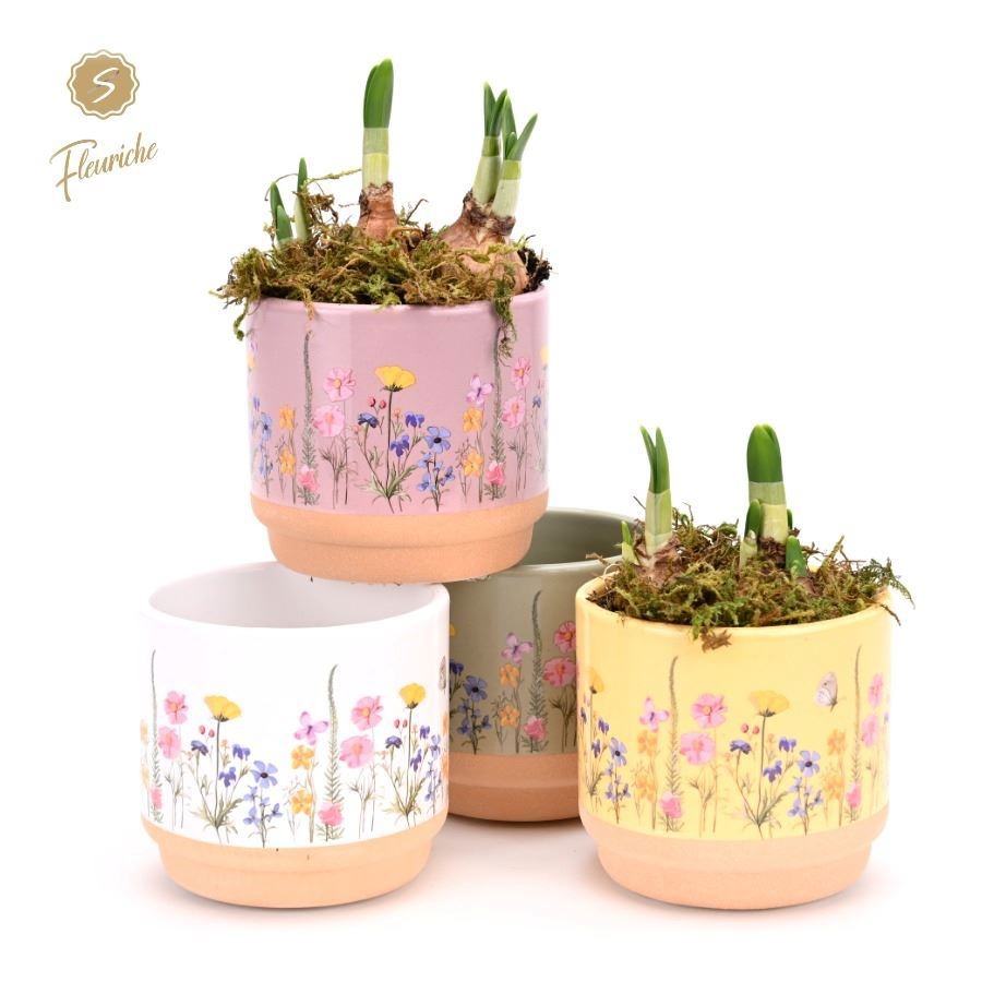 (1640) Narcissus Blooming Print [M] 1PP Mos, D 11 cm