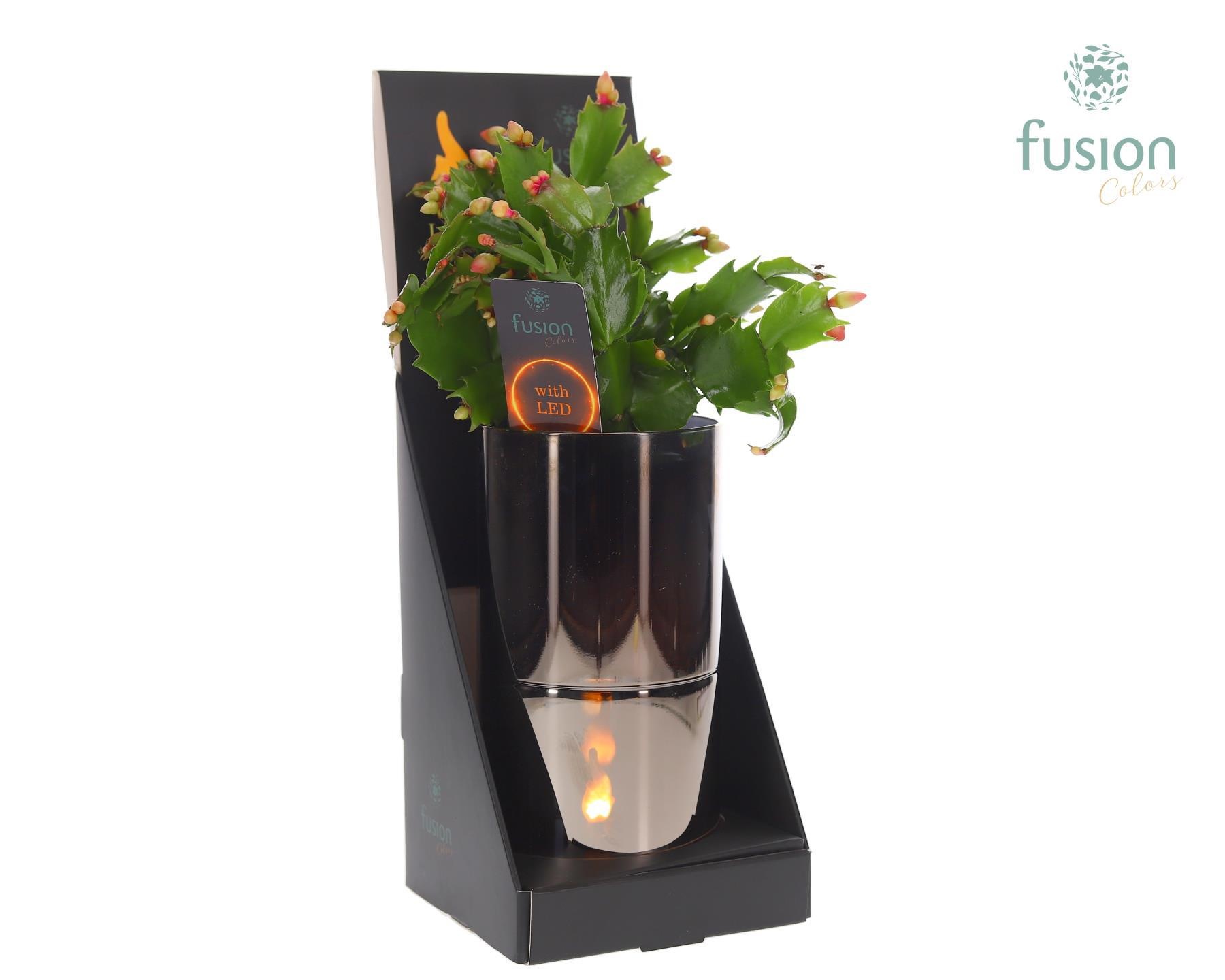 Glas tube Led planter groot met Schlumbergera, D 11 cm Glas tube Led planter groot met Schlumbergera, D 11 cm