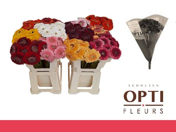 Гермини Помпон Геменгд, шт.