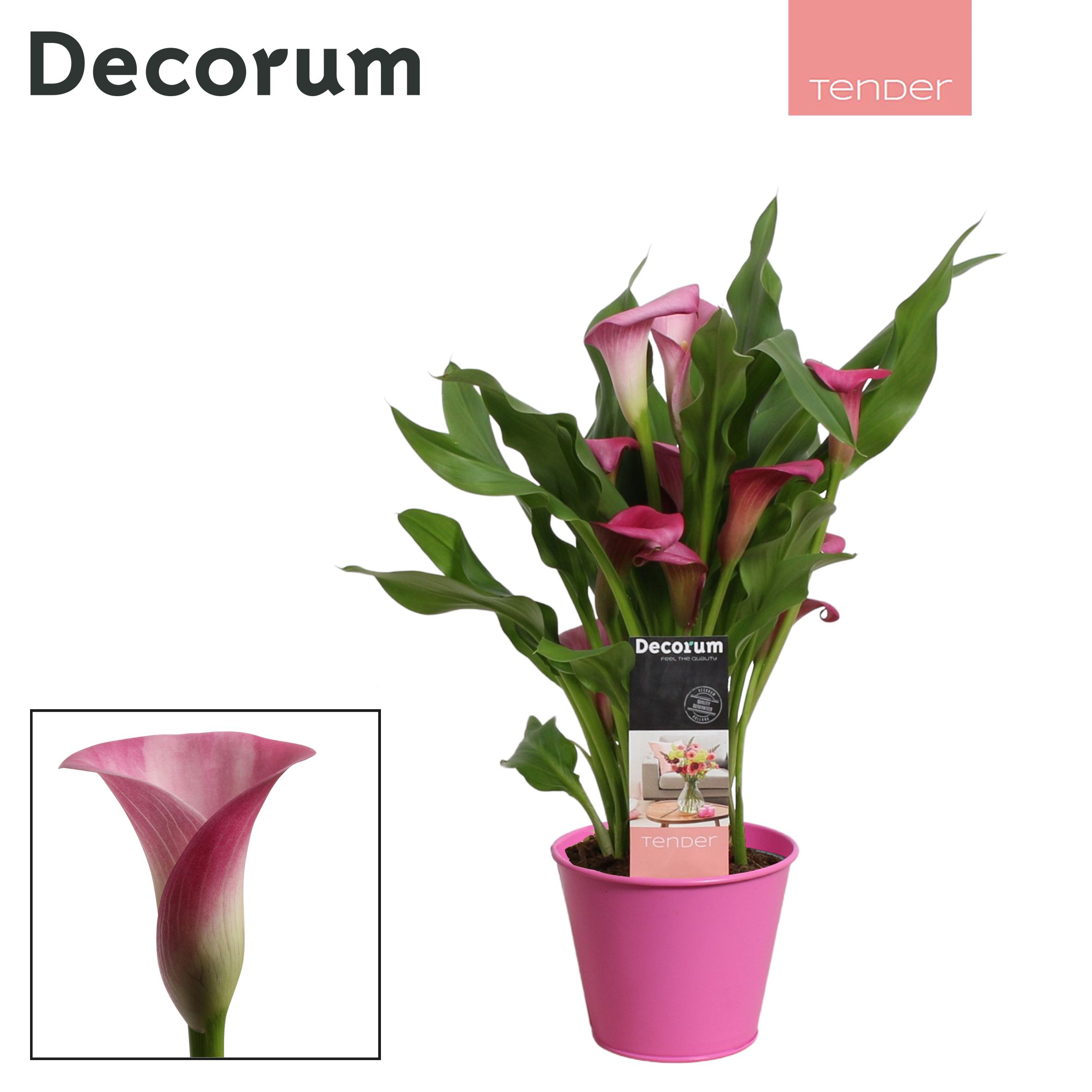 Zantedeschia (Calla) Roze in Ompot Zara LOVE (Decorum), D 12