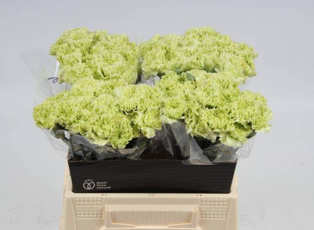 Диантус од. Гоблин, шт.