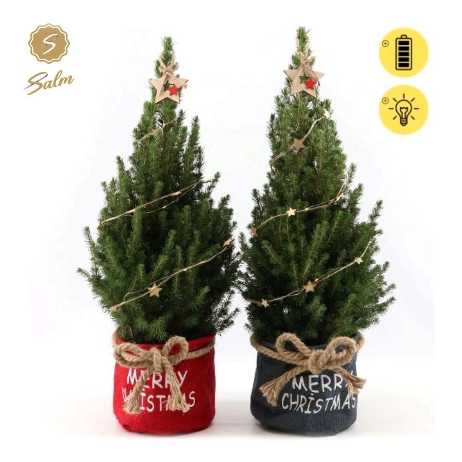 Picea gl. 'December'® P19 in Bag X-mas Duo + Starlight + Star on Loop, D 21 cm