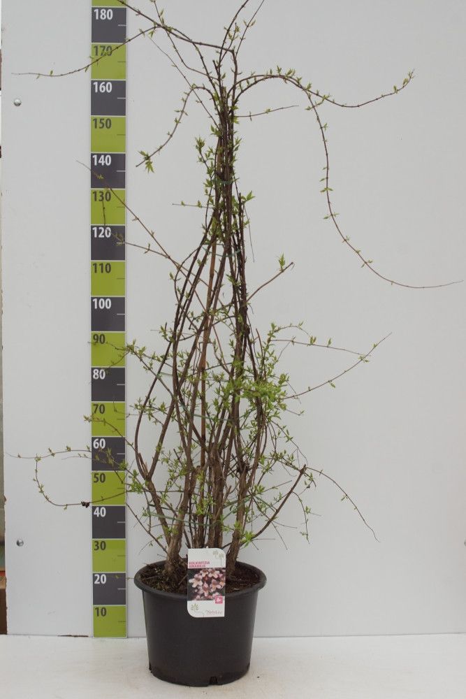 Kolkwitzia amabilis C 20, D 36
