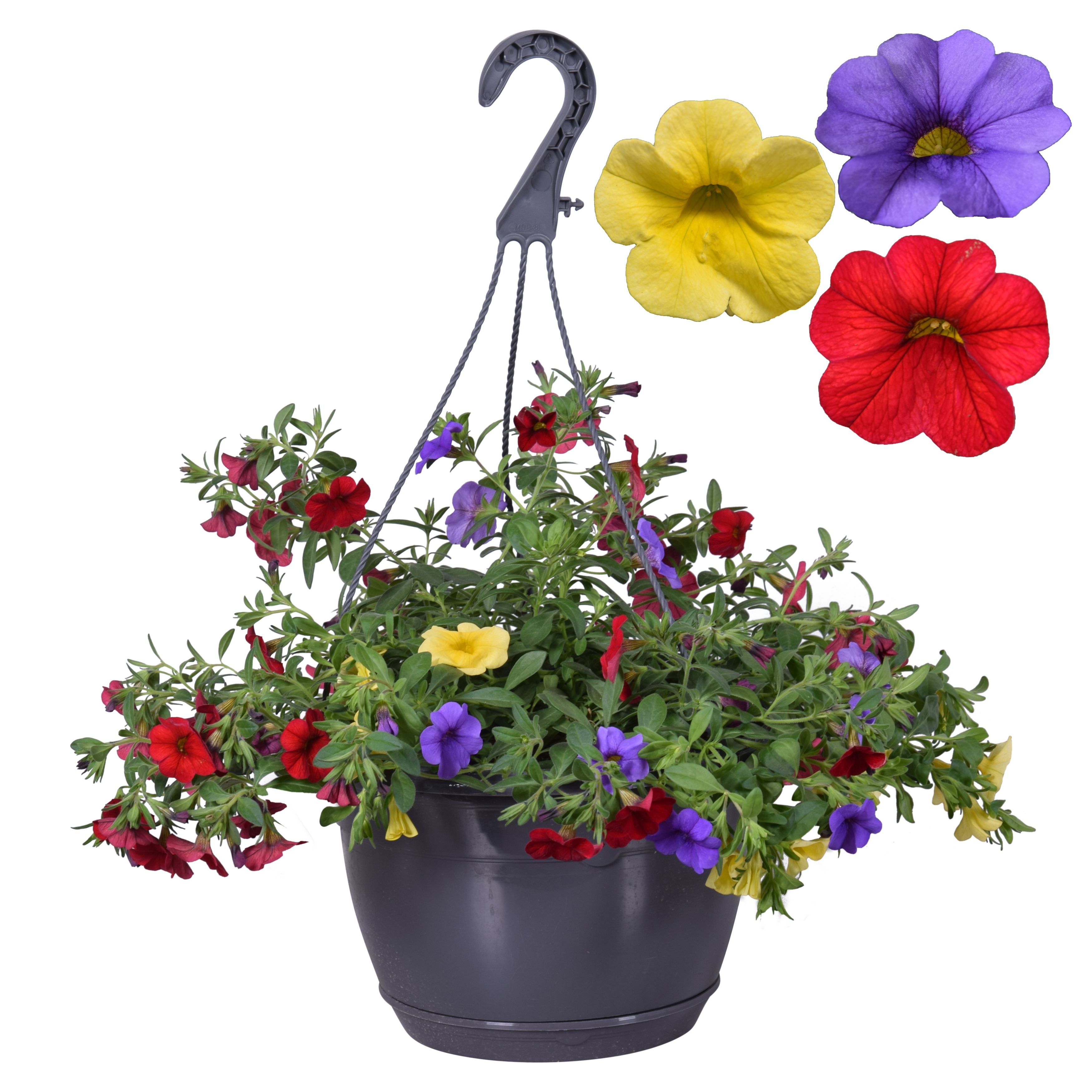 Hpot Cali TRIO rood/geel/blauw + Hoes, D 25