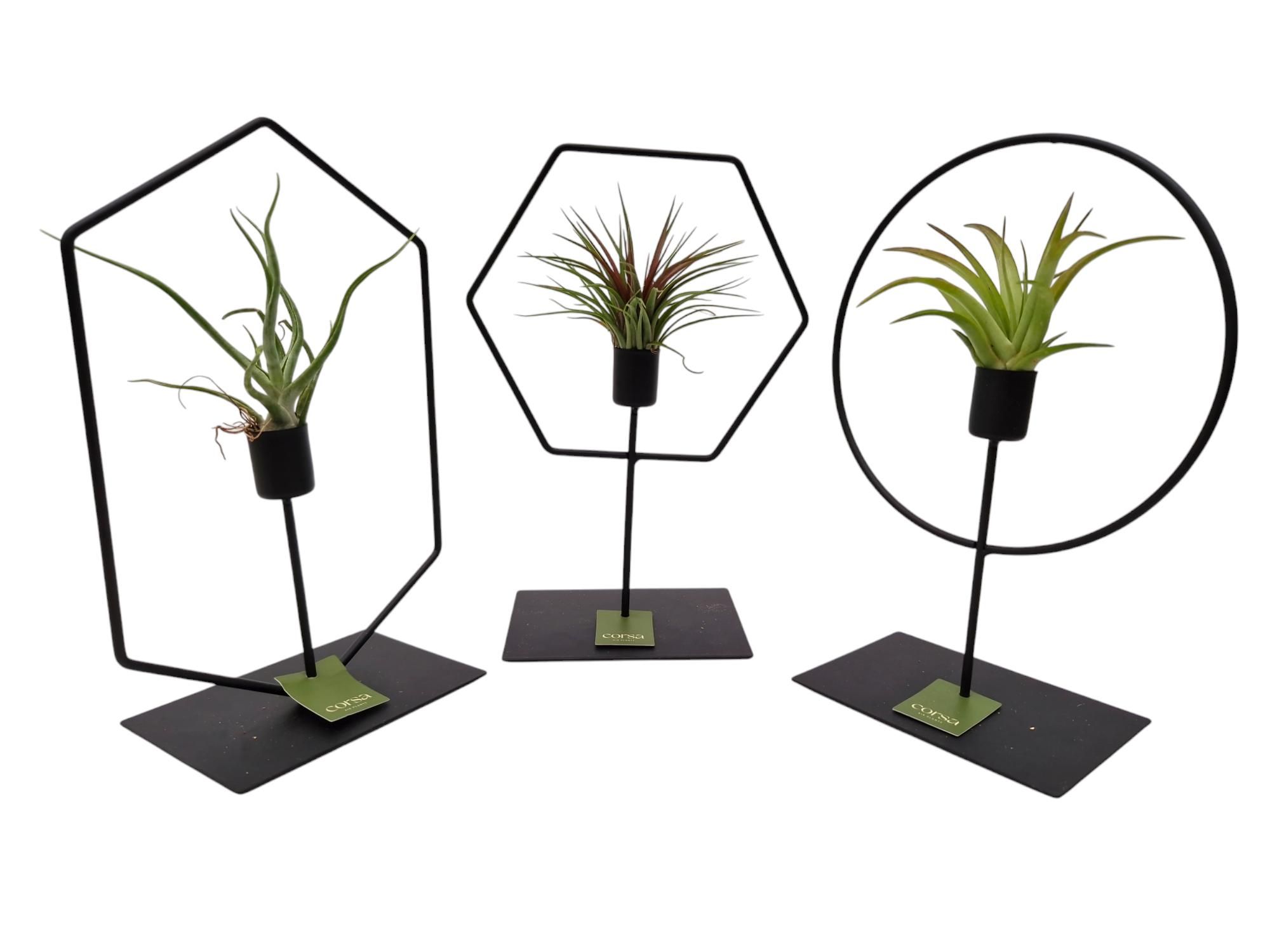 Tillandsia frame mix, D 17