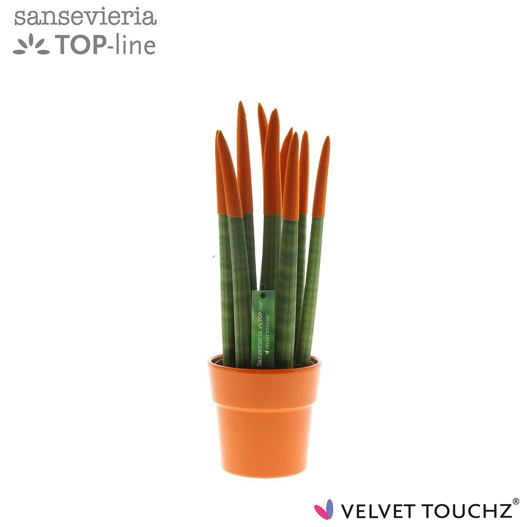 Sansevieria VELVET TOUCHZ® Oranje in keramiek Edel, D 12 cm