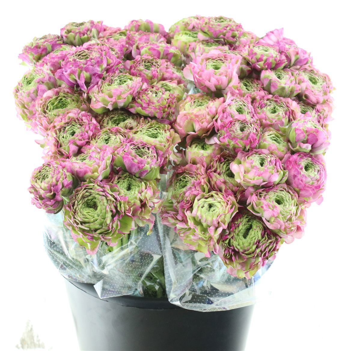 Ранункулус Пон Пон Мальва 45 (зелено-роз.), шт.