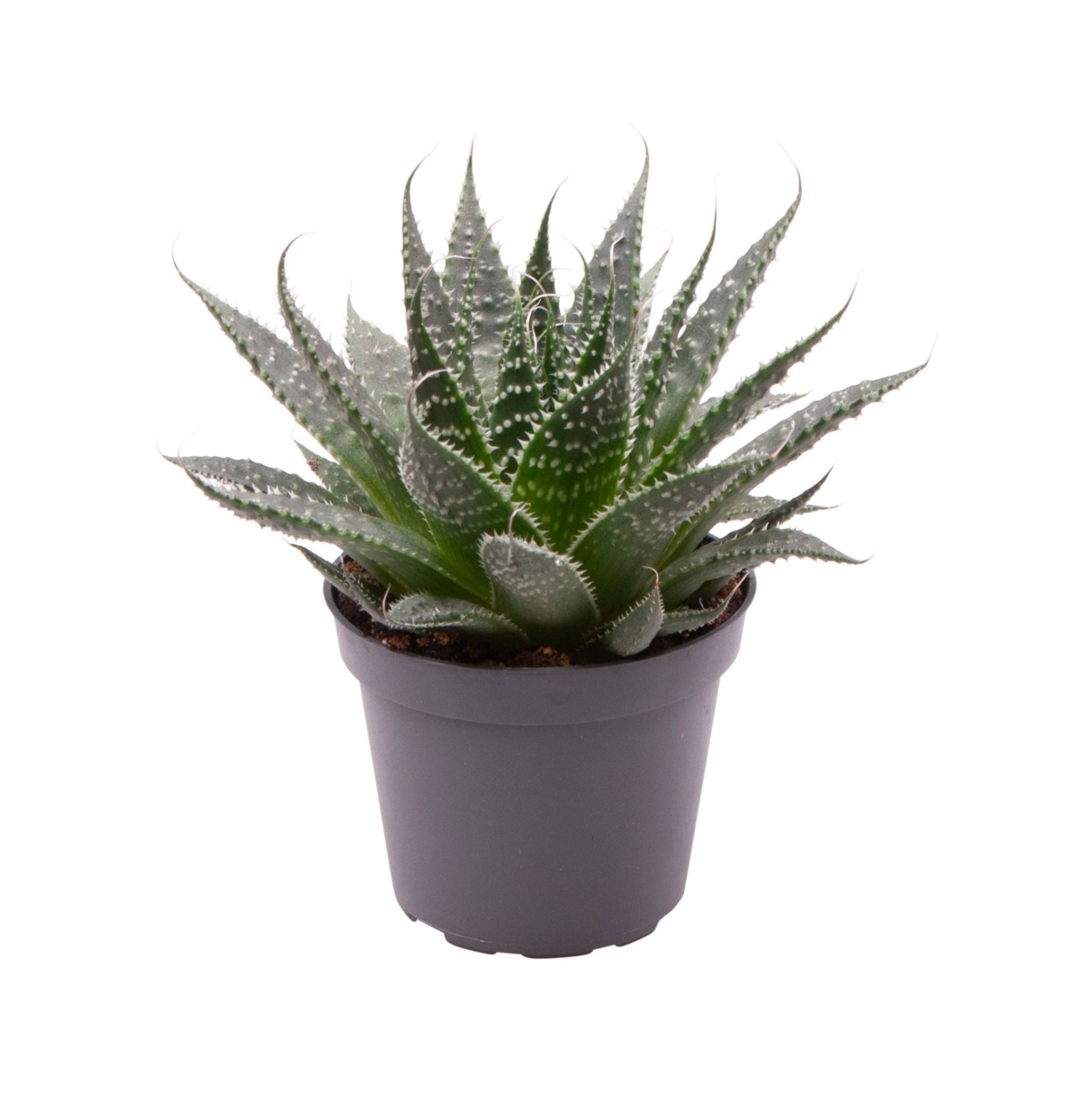 Aloe Aristata, D 6