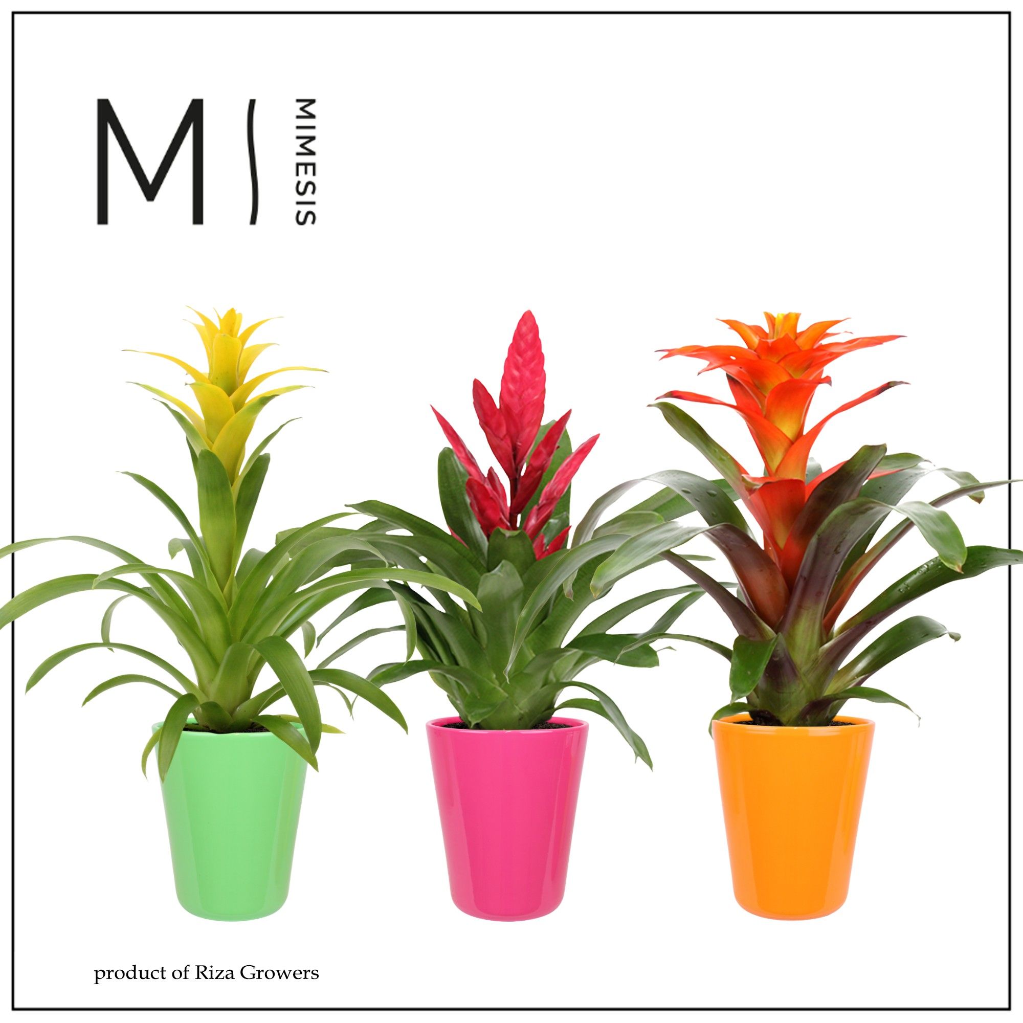 Bromelia Cupcake - 13cm in Florence | Mimesis, D 12