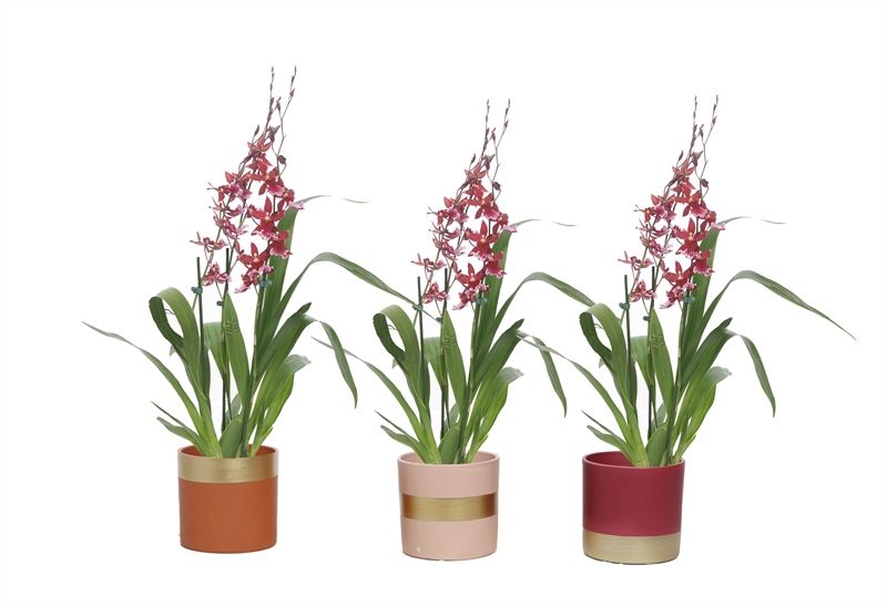 Dolomite p12 Horizon nude mix Cambria Barrocco Red 3-4T18+, D 12