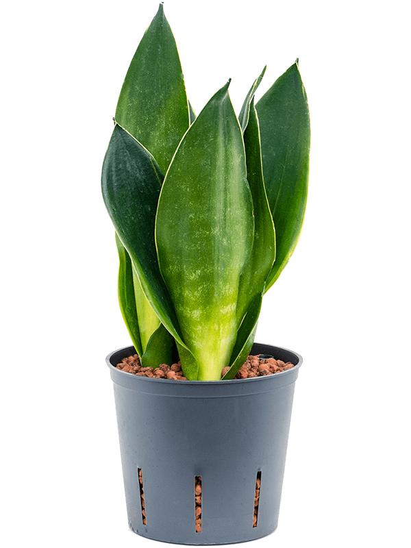 Sansevieria trifasciata 'Black Diamond', D 13