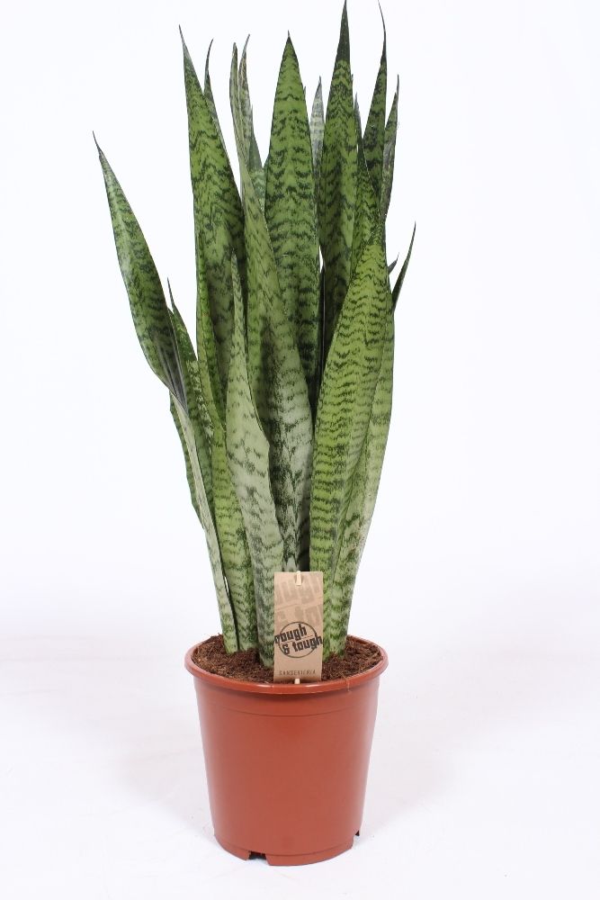 Sansevieria zeylanica, D 21