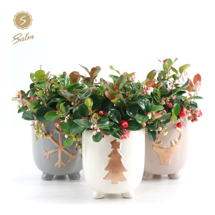 Gaultheria 'Big Berry'® P12 in Cozy Winter [L], D 14 cm