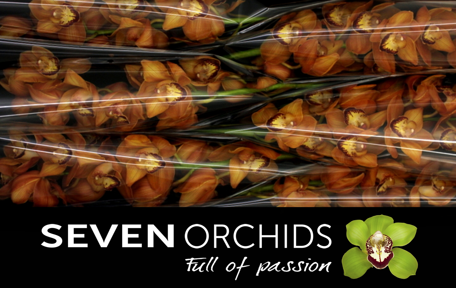 Цимбидиум Майти Браун Аранчиа 80 (корич.) x6, шт.