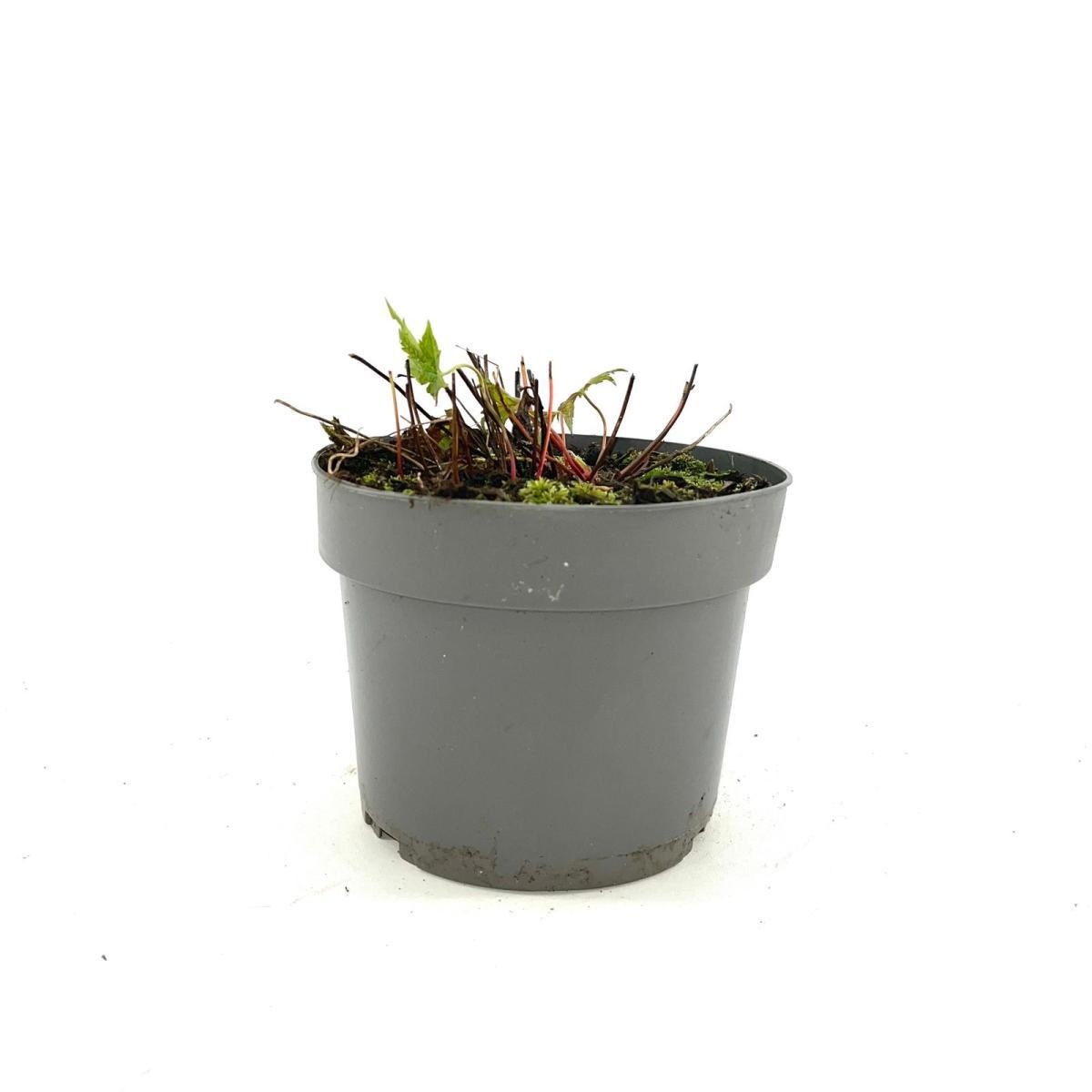 Geranium nodosum, D 17