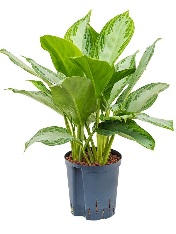 Aglaonema 'Silver Bay', D 18