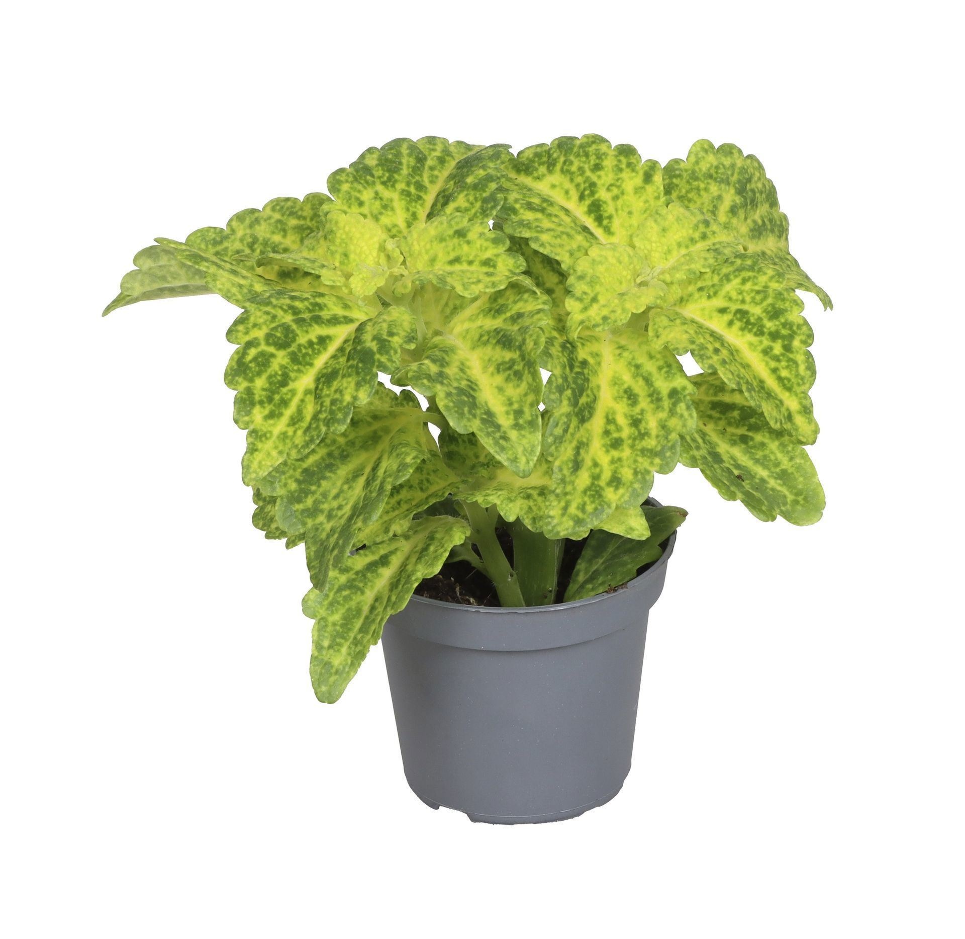 Coleus MS River Walk� 6 cm, D 6