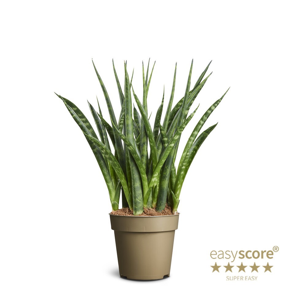 SANSEVIERIA PARVA 'FERNWOOD', D 9