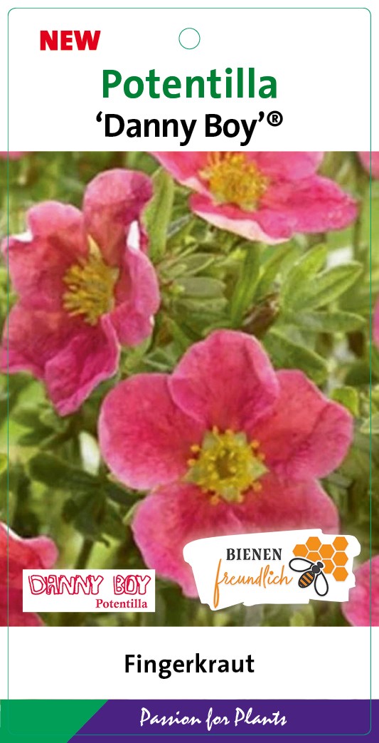 Potentilla frut. 'Danny Boy' 20-25C2, D 17 cm