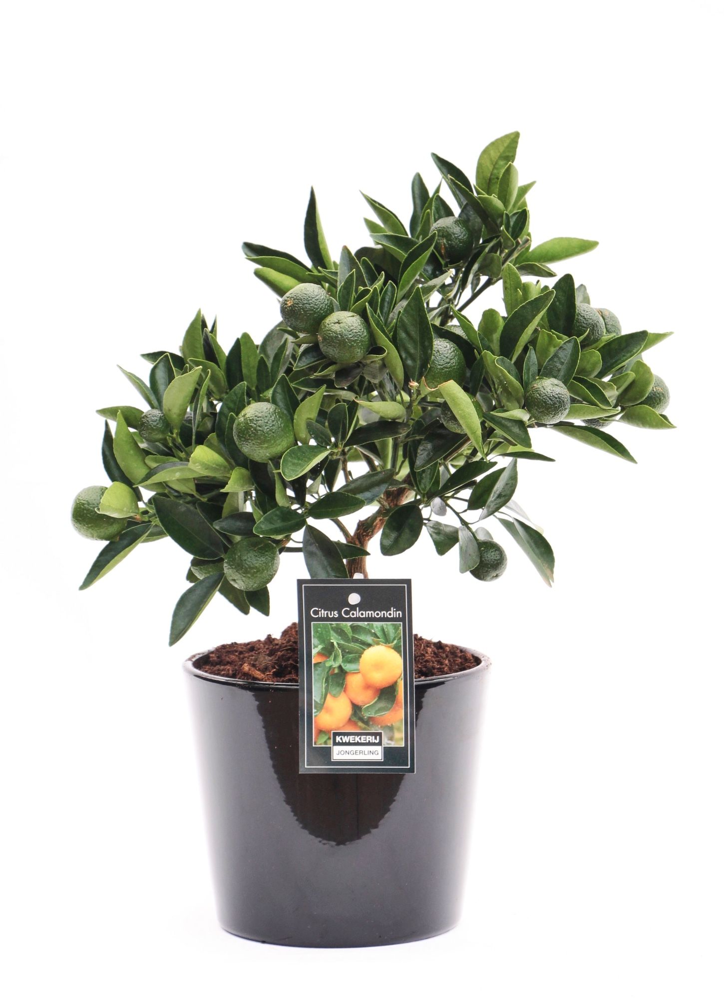 Calamondin in Keramiek Roma, D 16