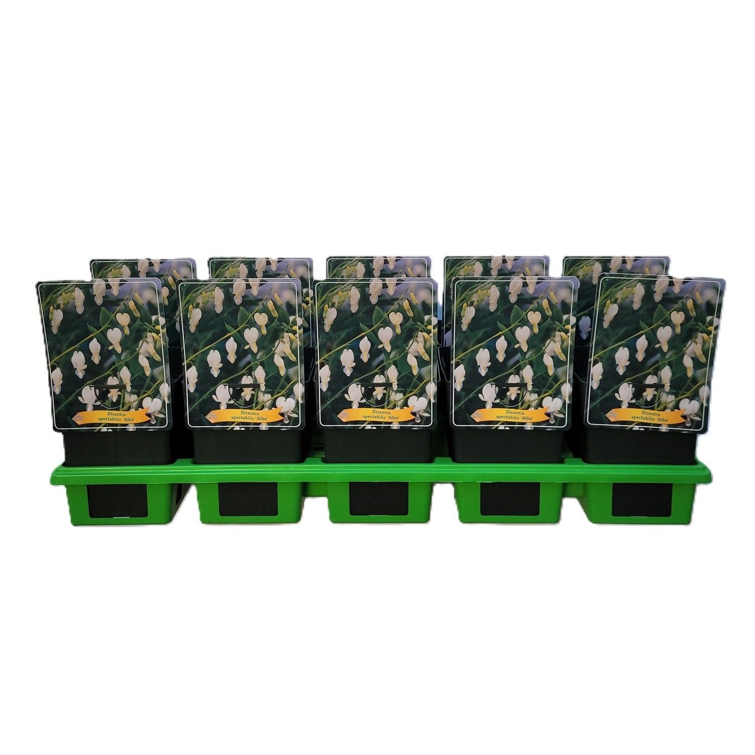 Dicentra spectabilis 'Alba' P11, D 11