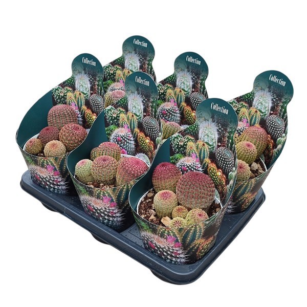 ECHINOCEREUS RIGIDISSIMUS RUBRISPINUS - POT Ø 14- COLLECTION WITH POTCOVER (CACTUS), D 14