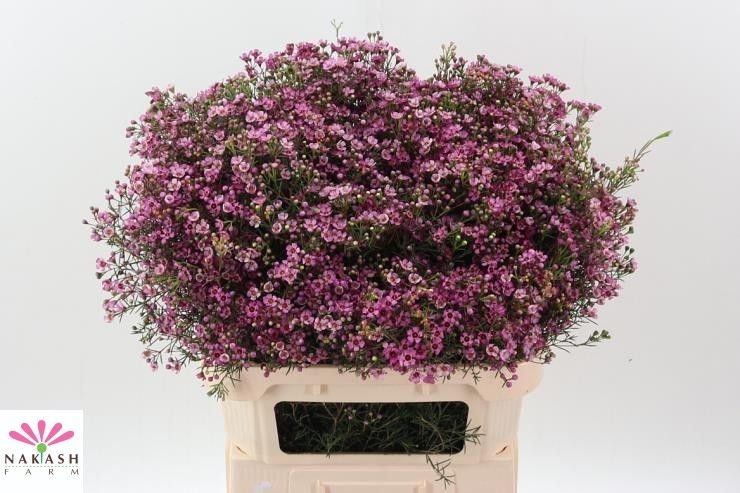 Шамелациум Юпитер 80 (ярко-роз.), шт.