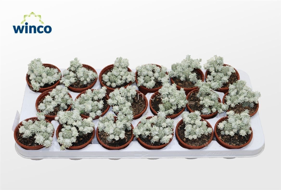 Euphorbia Mammillaris Variegata (group), D 8,5 cm