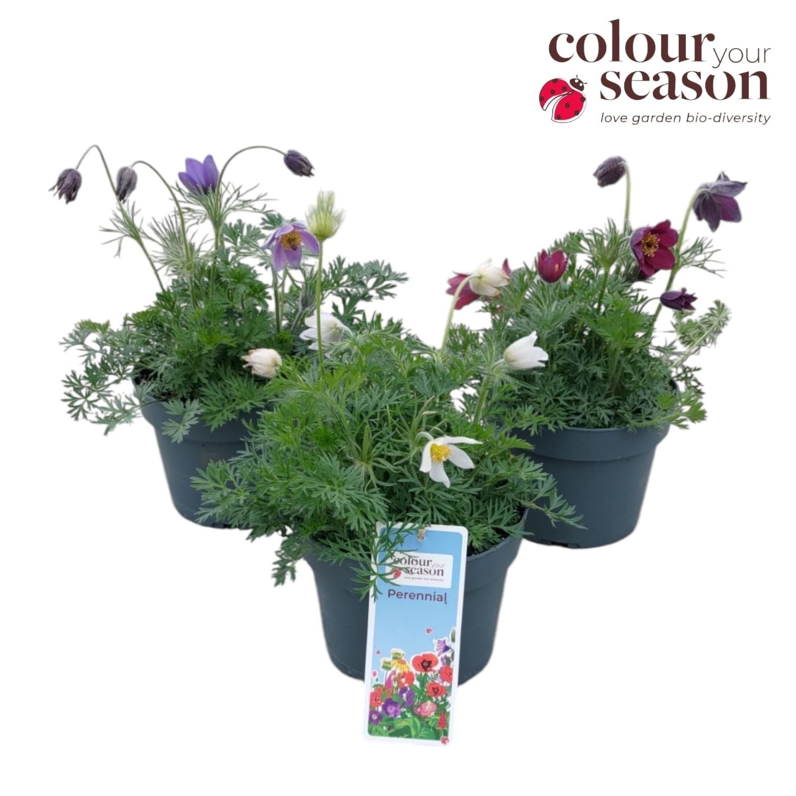 Pulsatilla vulgaris mix P19, D 19