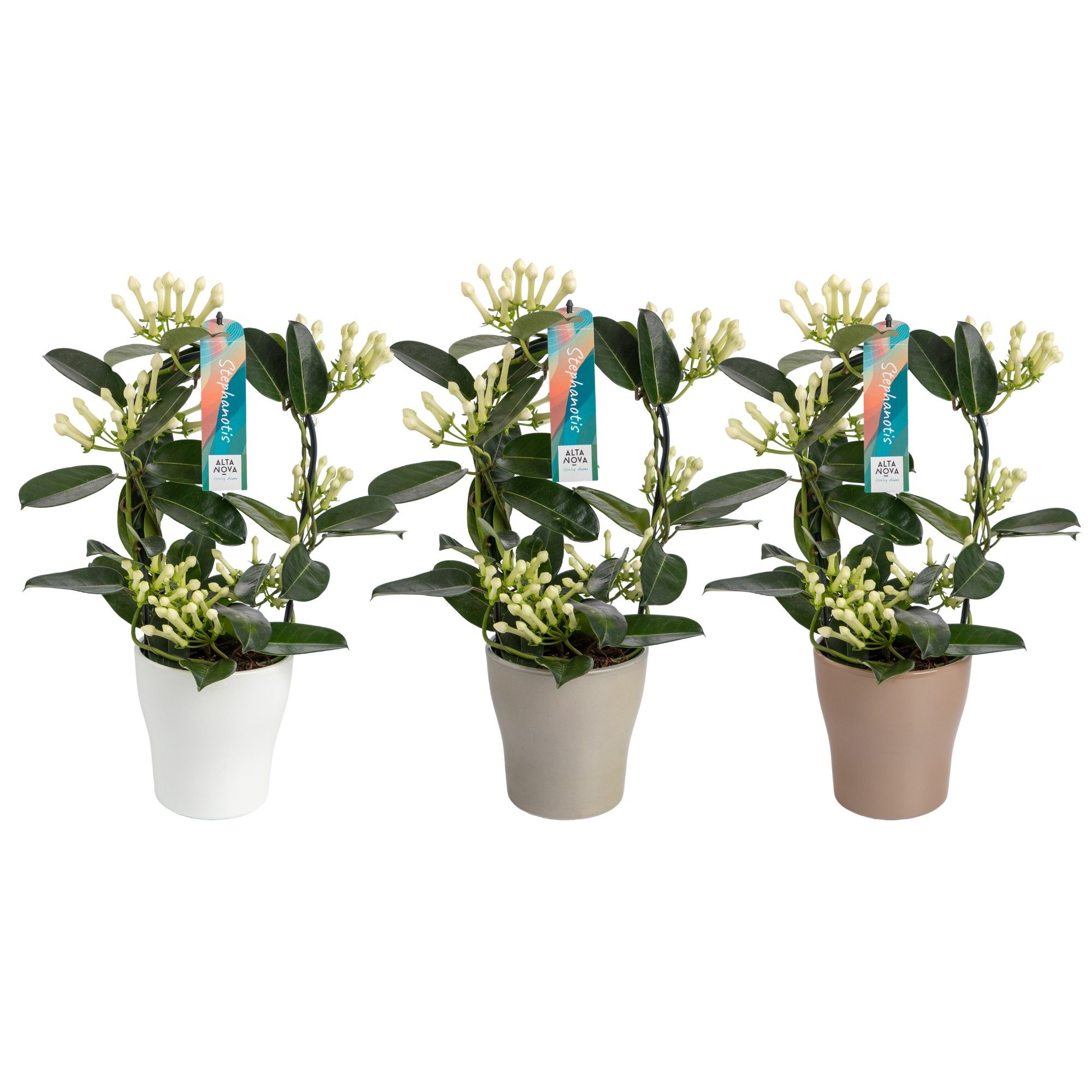 Stephanotis 7-8 tros boog keramiek mix choco dark green wit p13, D 13