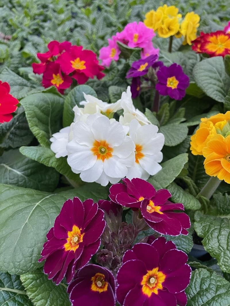 PRIMULA VERIS 'SUPERNOVA', D 11