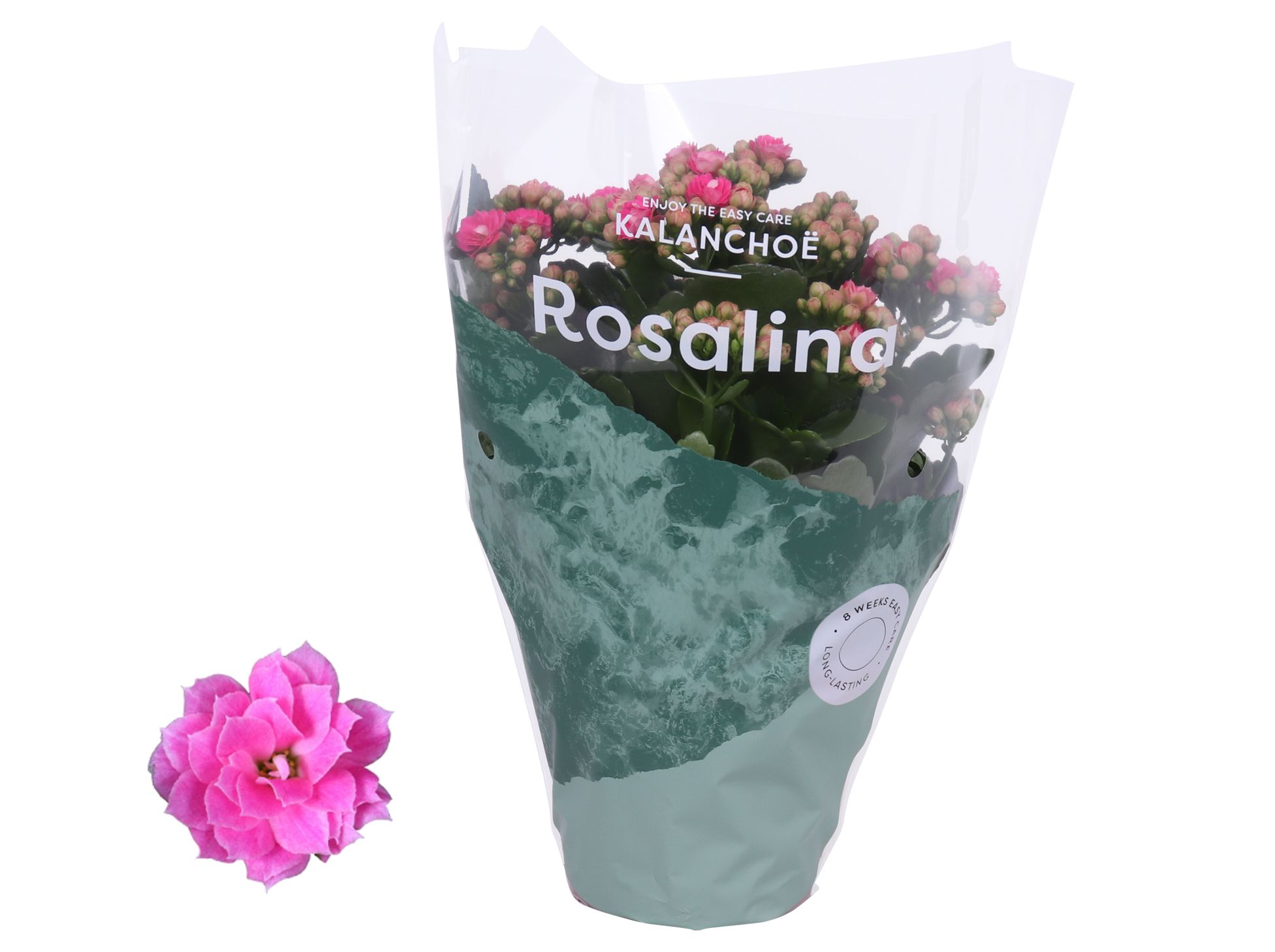 Kalanchoe Rosalina 12cm Don Nando roze, D 12