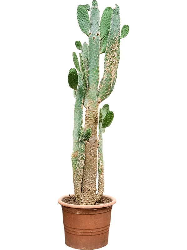 Opuntia consolea, D 48