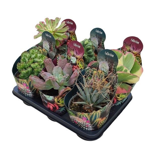 MIX CACTUS E SUCCULENTE COLLECTION POT Ø 14 (CACTUS AND SUCCULENTS), D 14