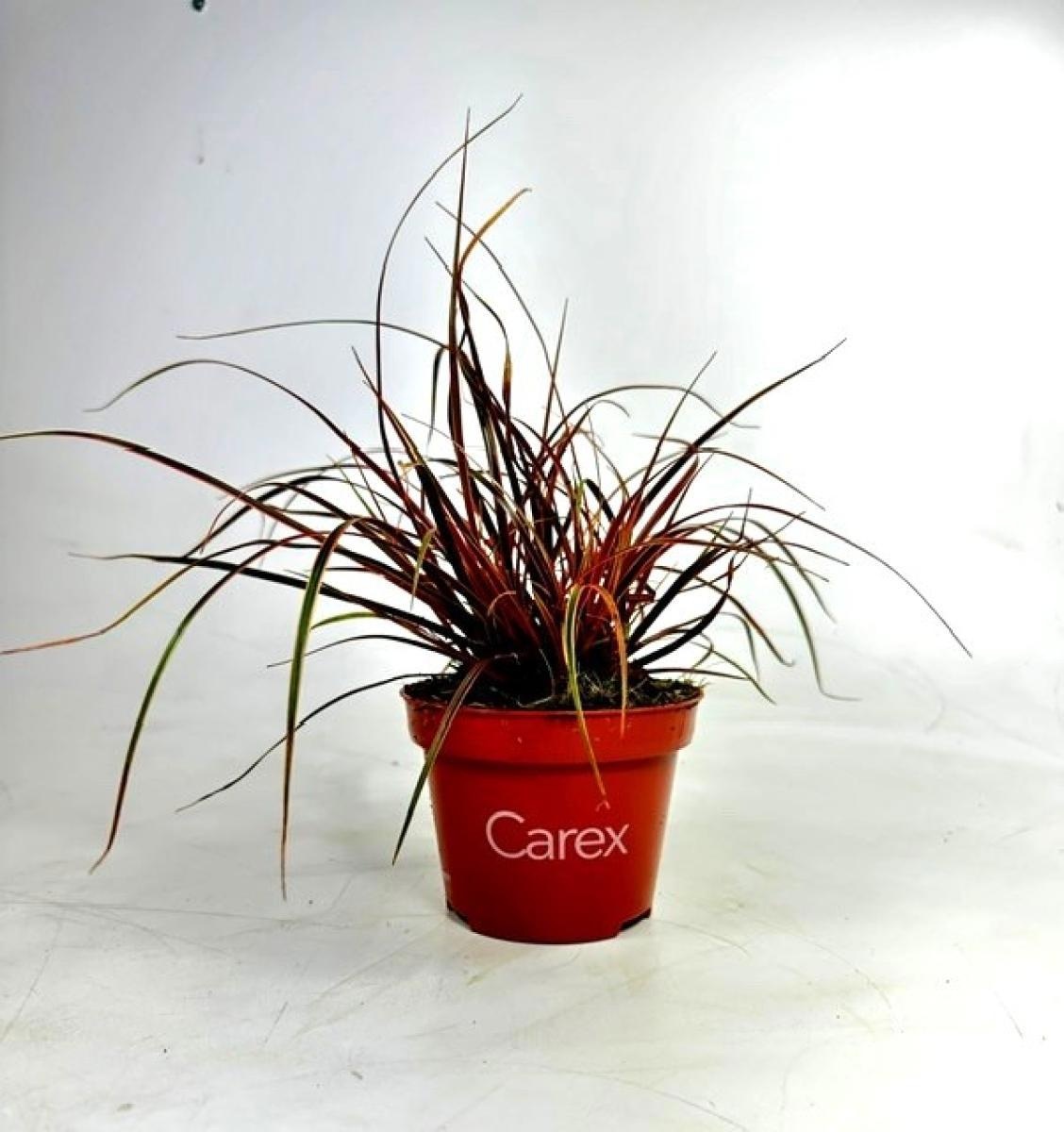 Uncinia Everflame, D 10,5