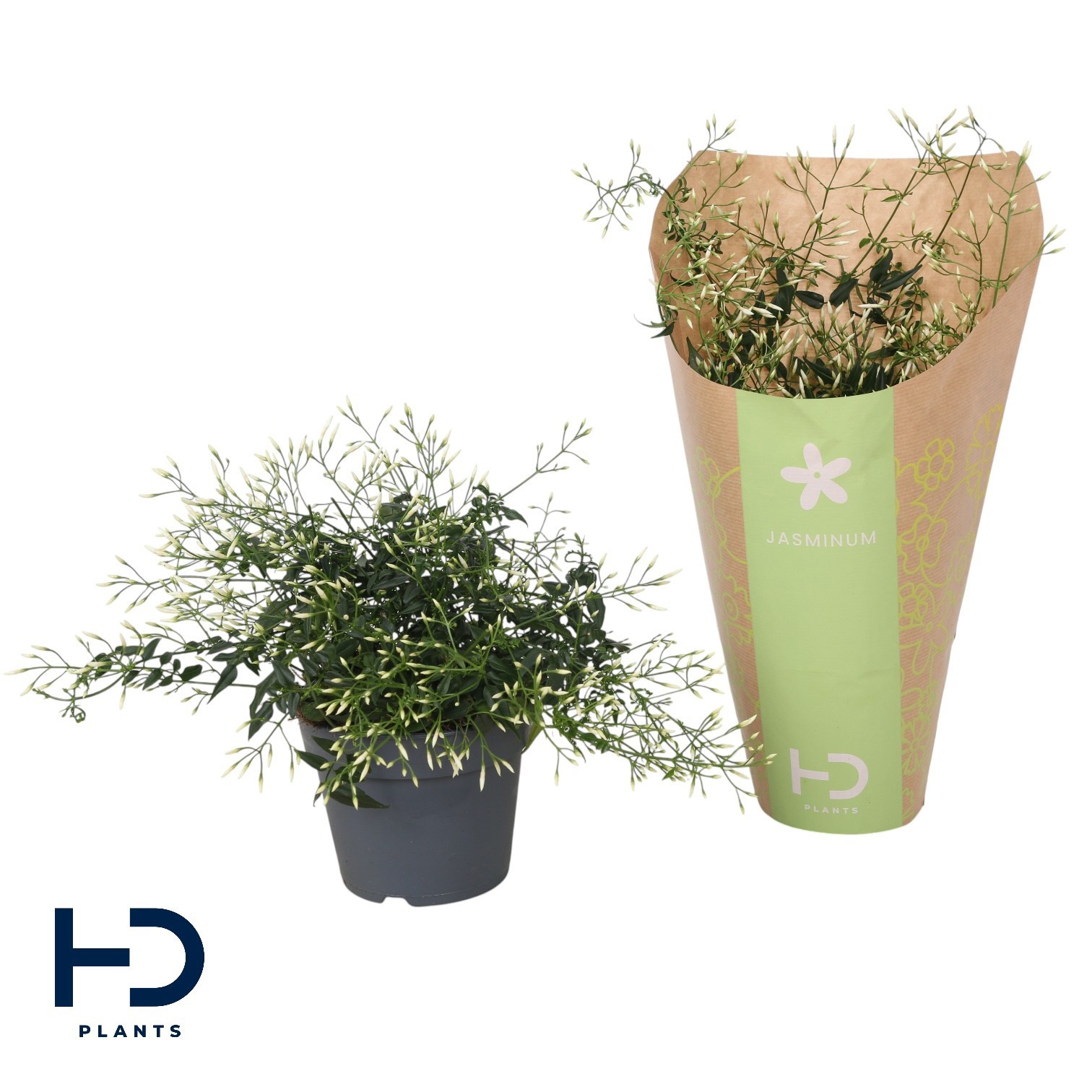 Jasminum struik 300 knop p12 in papieren hoes (Jasmijn), D 12