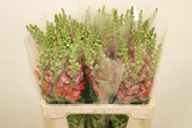 Антирринум Потомак Дарк Оранж, шт.